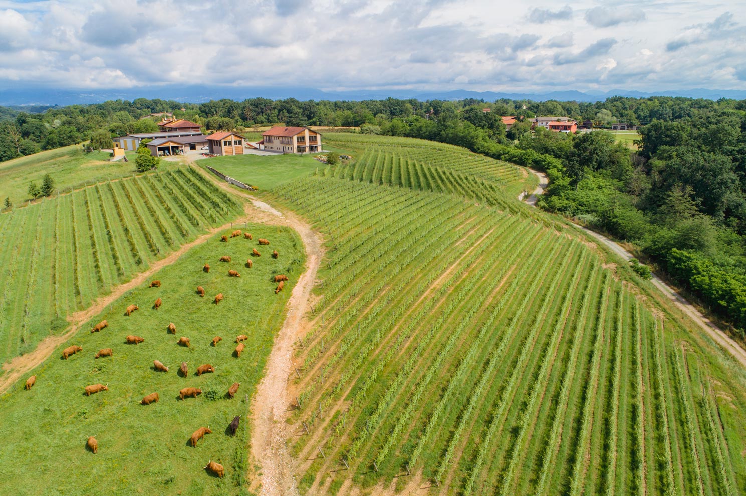 The lands of Cascina Piana