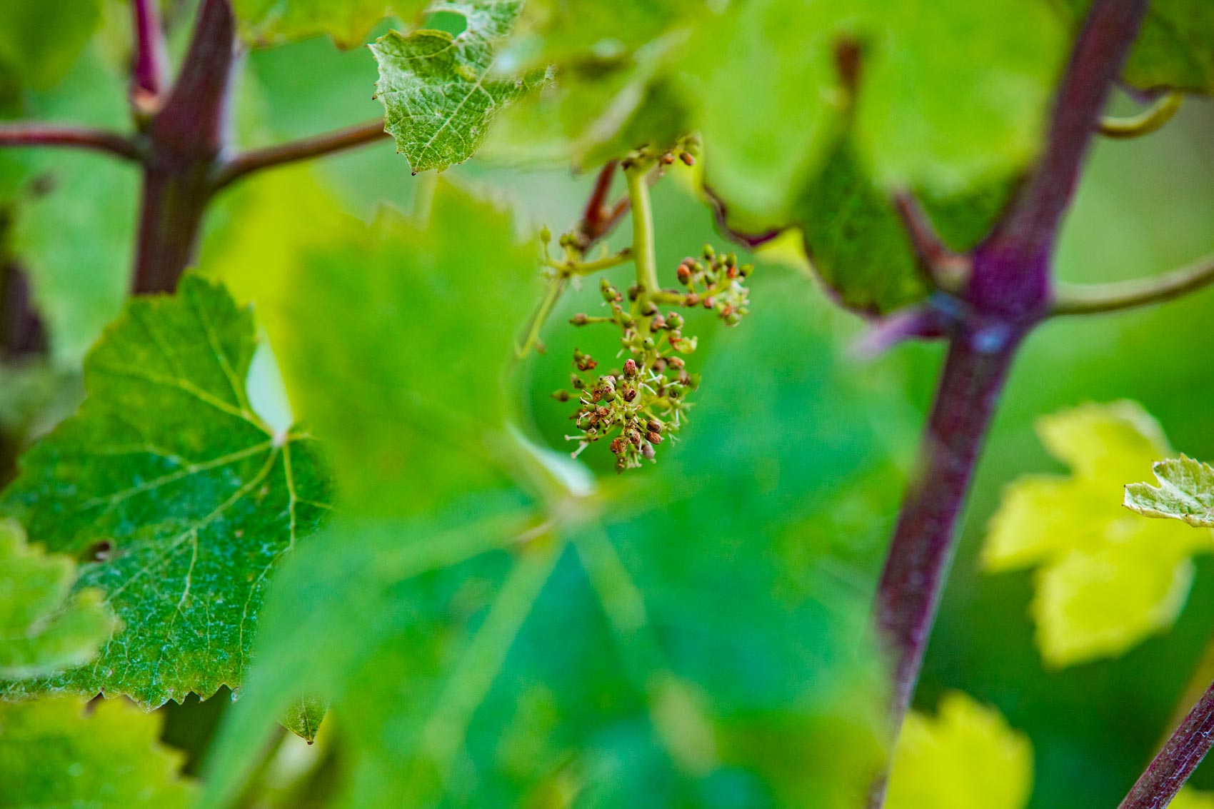 Uva Nebbiolo